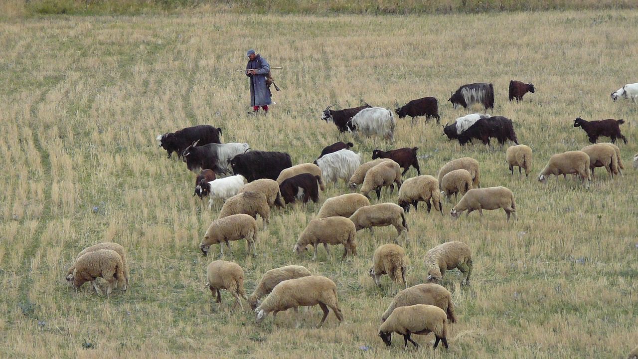 bulgaria, pirin, herd, sheep, shepherd, village, animals, mountain, shepherds, tourism, nature, bulgaria, pirin, pirin, sheep, shepherd, shepherd, shepherd, shepherd, shepherd, shepherds, shepherds, shepherds
