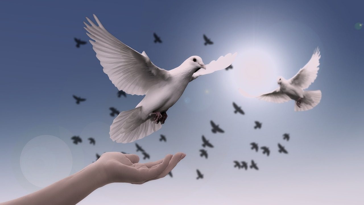 christmas background, dove, peace, nature, freedom, birds, faith, spirituality, trust, prayer