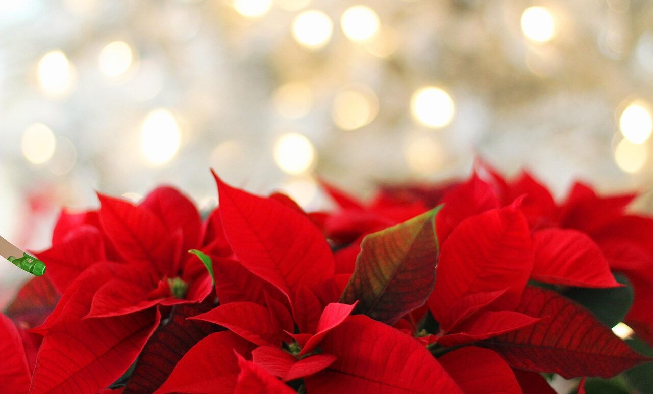 poinsettia, flower background, christmas, christmas background, red, festive, nature, leaf, flora, flower, flower wallpaper, beautiful flowers, season, celebration, bokeh