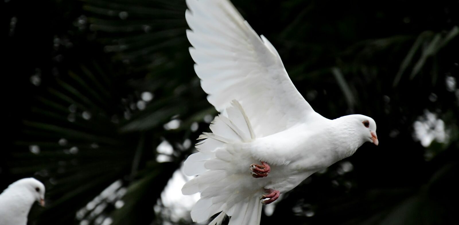 two white doves flying