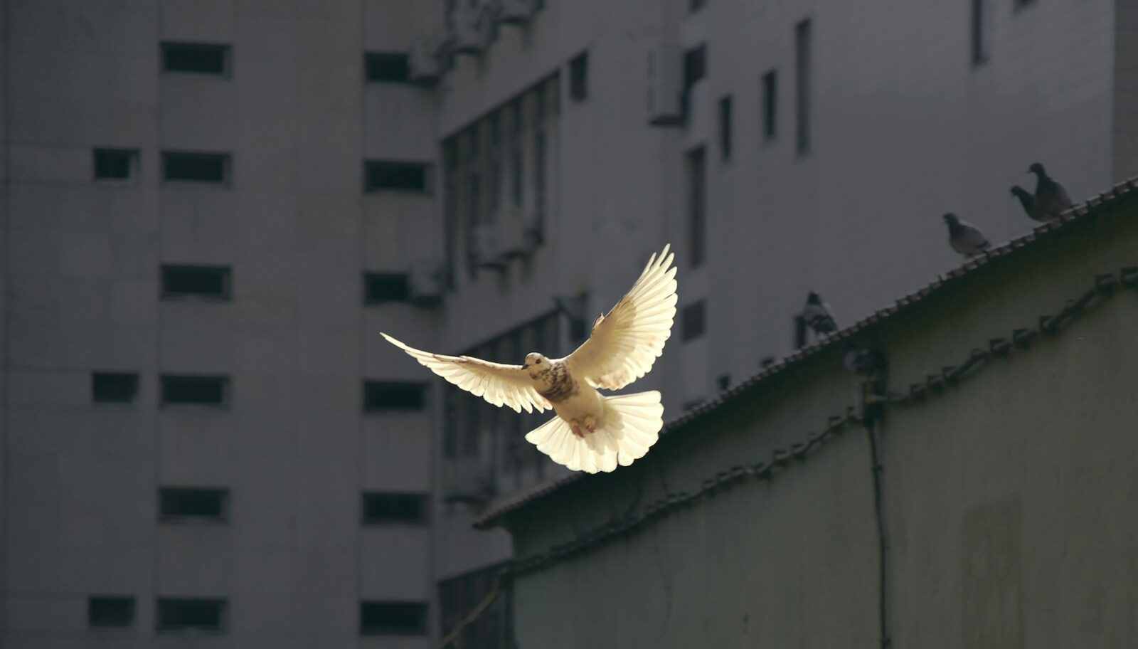 in flight dove
