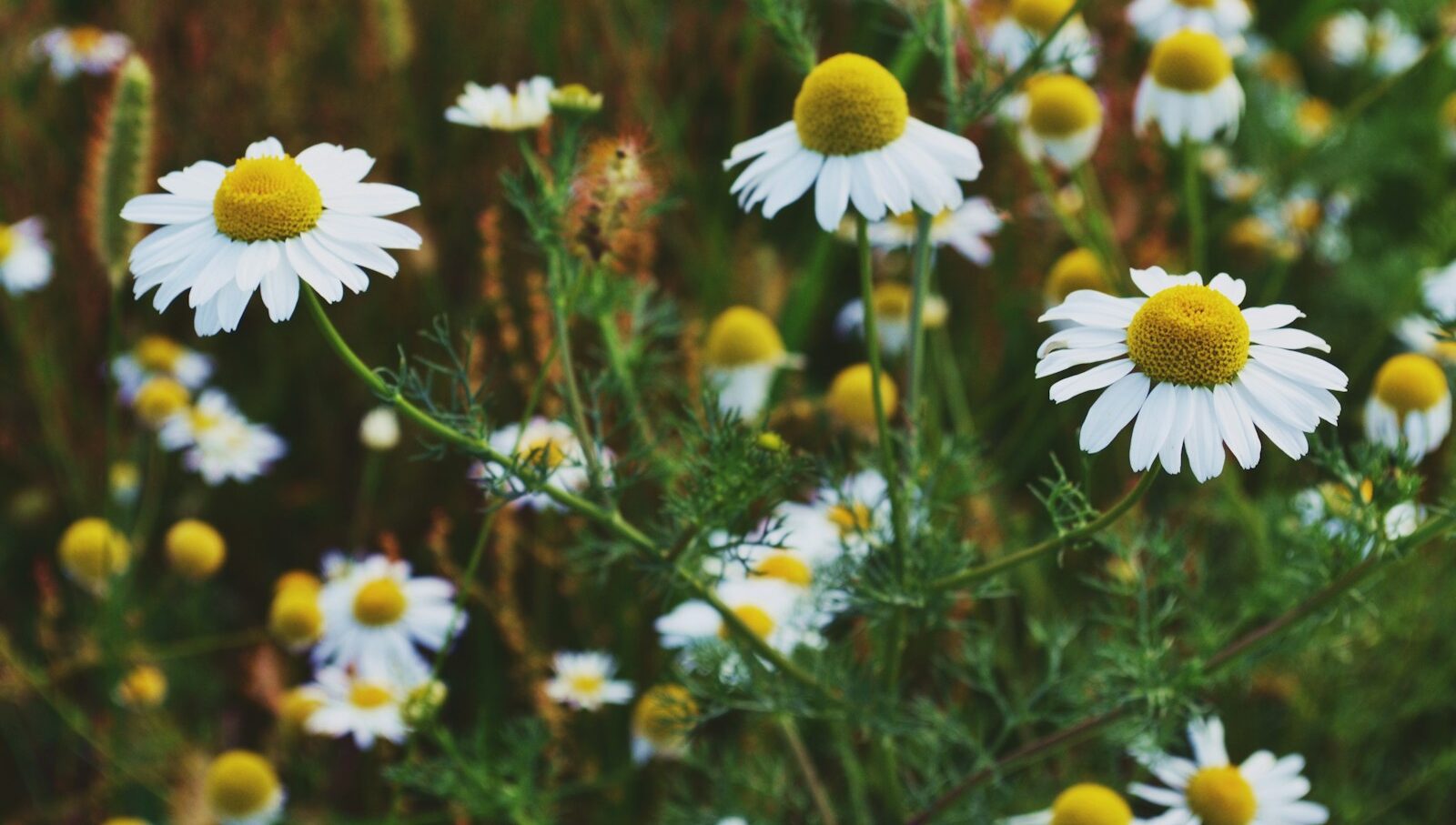 white flowering plant