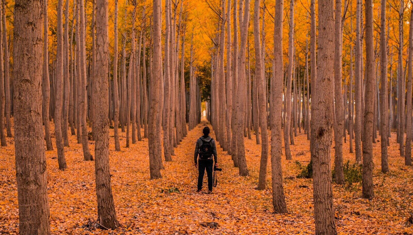man stand on trees