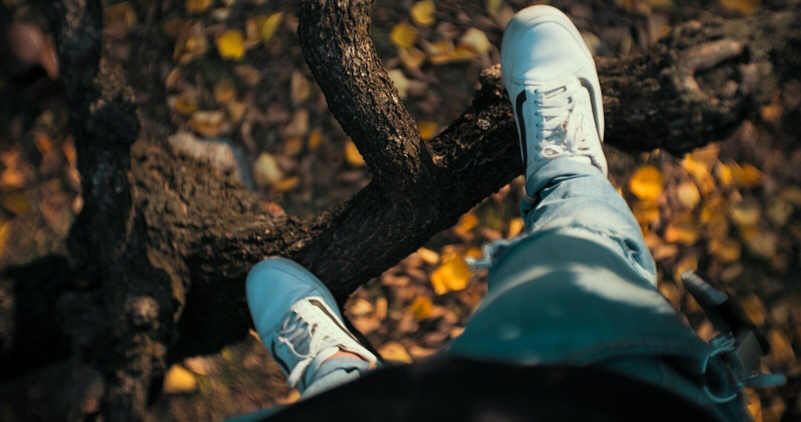 person standing on tree branch