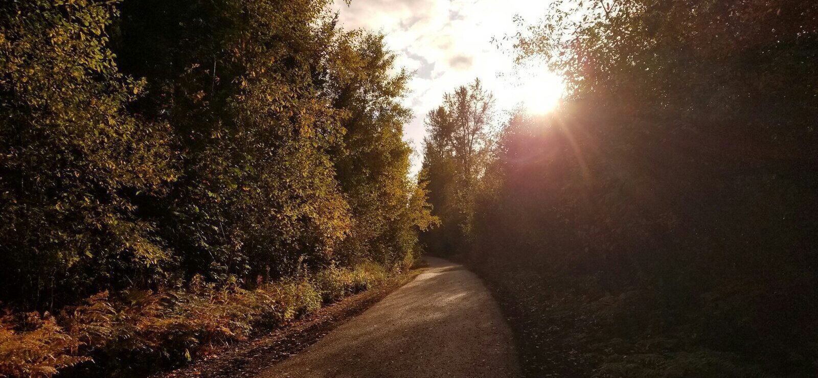 a road with trees on either side