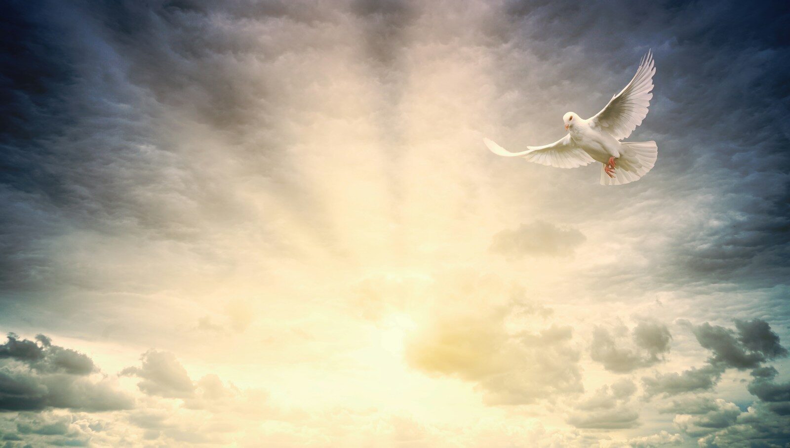 white bird flying under cloudy sky during daytime
