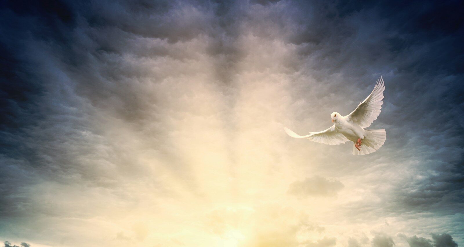 white bird flying under cloudy sky during daytime