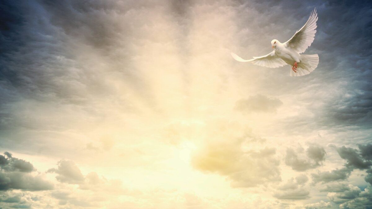 white bird flying under cloudy sky during daytime