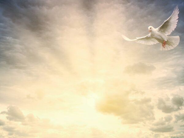 white bird flying under cloudy sky during daytime