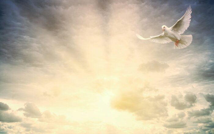 white bird flying under cloudy sky during daytime